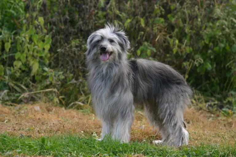 Cane da Pastore dei Pirenei a pelo lungo