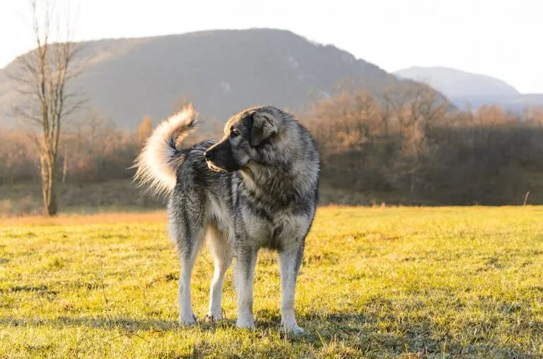 Cane da pastore jugoslavo di Ciarplanina