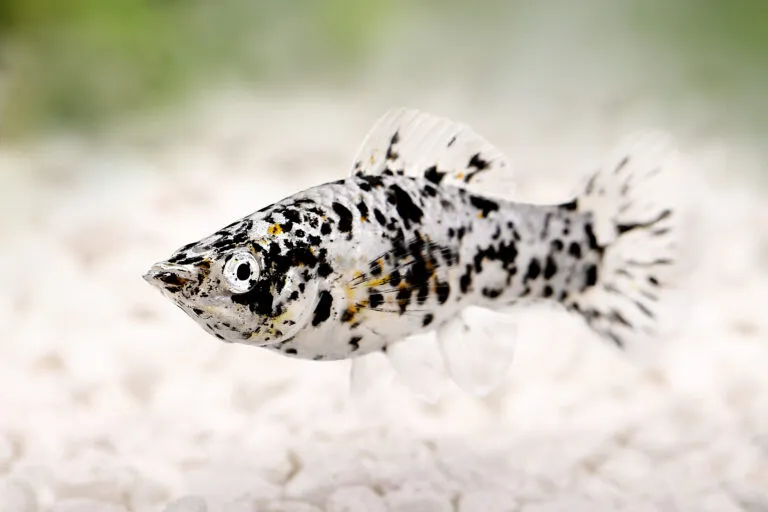Molly Dalmata
