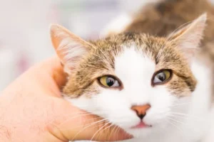 Sindrome di Horner nel gatto: come riconoscerne i sintomi e trattarla