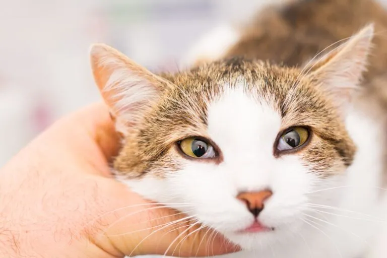 Sindrome Horner gatto