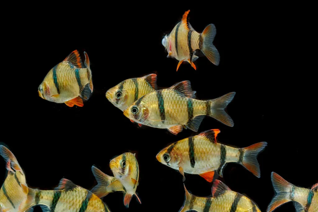 barbo tigre gruppo