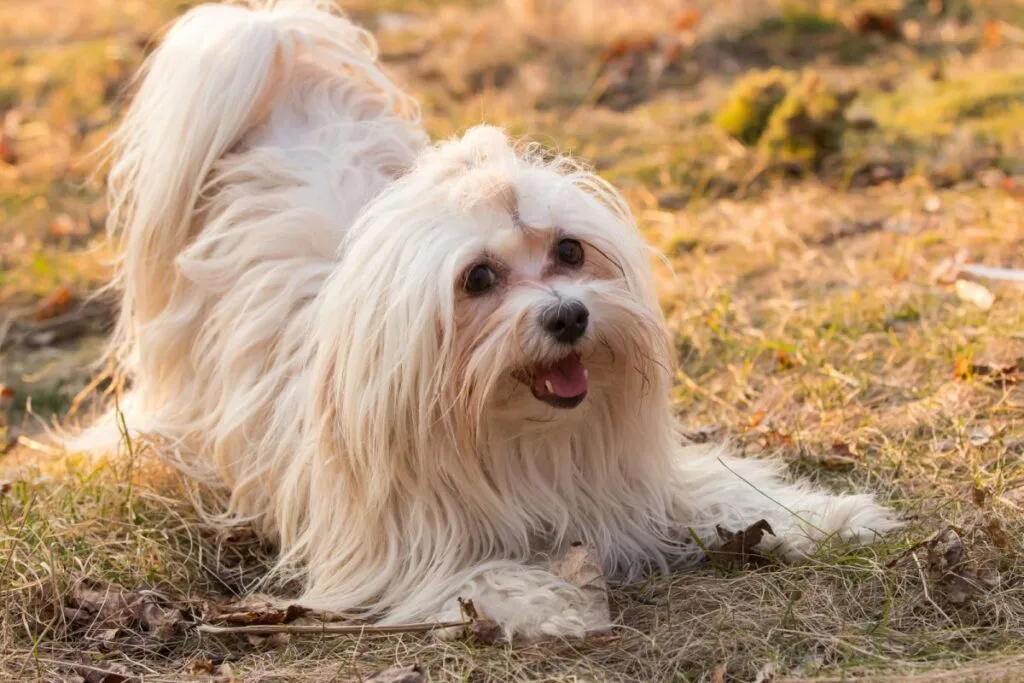 bichon havanese per anziano