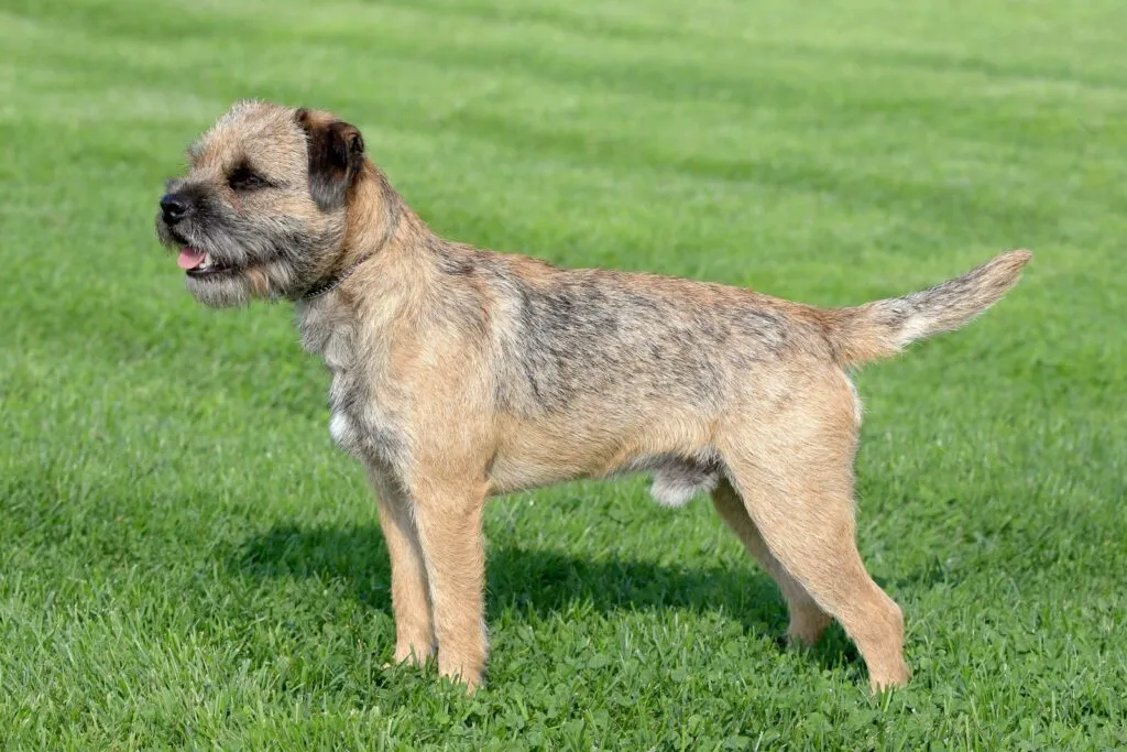 border terrier pronto corsa