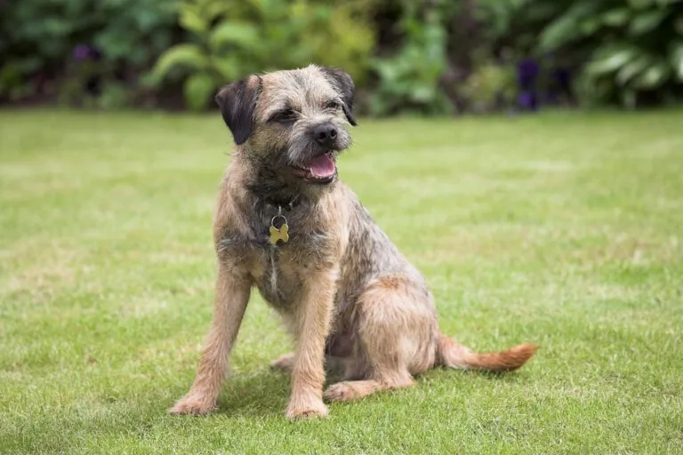 border terrier