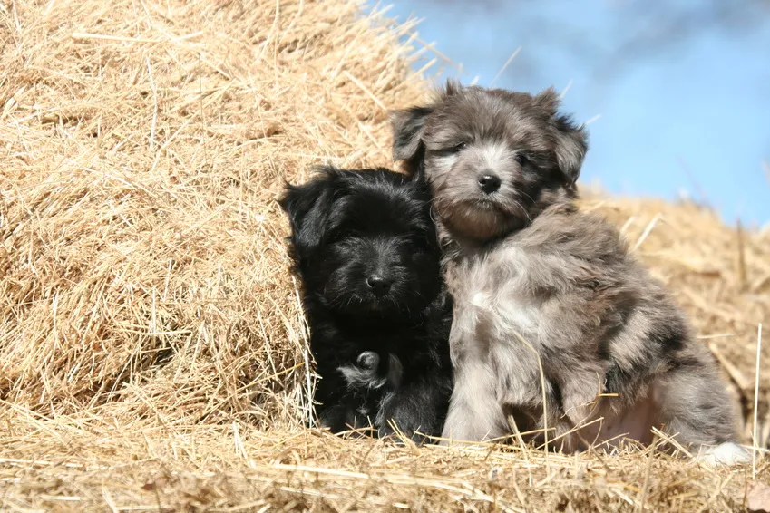 cane pirenei pelo lungo cuccioli