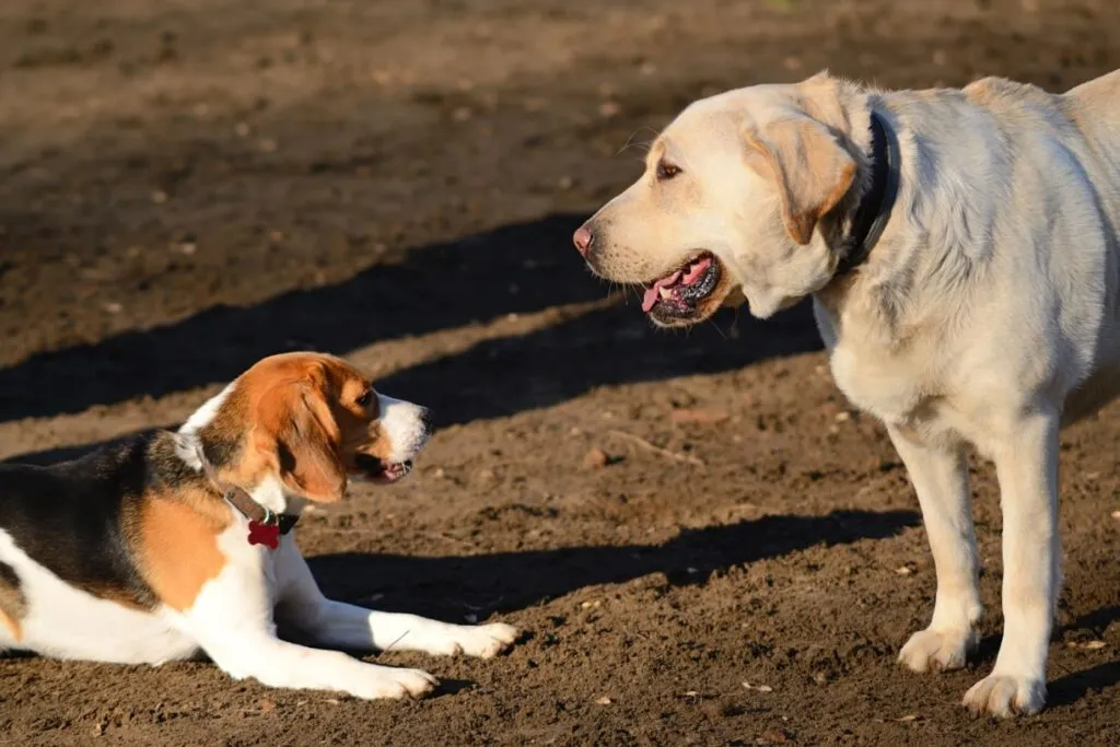 cane sottomissione altro cane