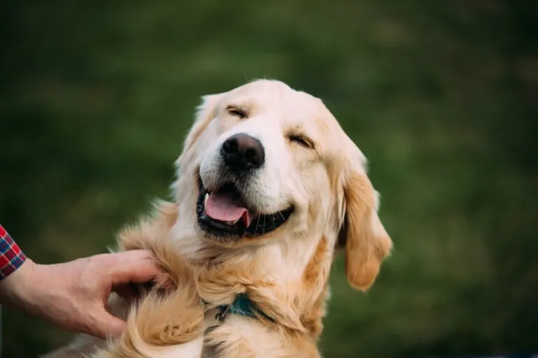 cani possono ridere
