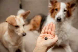 Carbone vegetale per cani: quando e a cosa serve