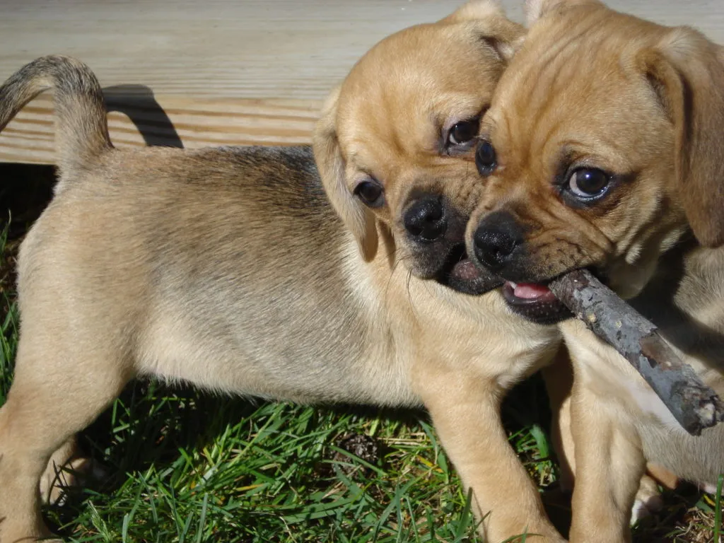 cuccioli puggle