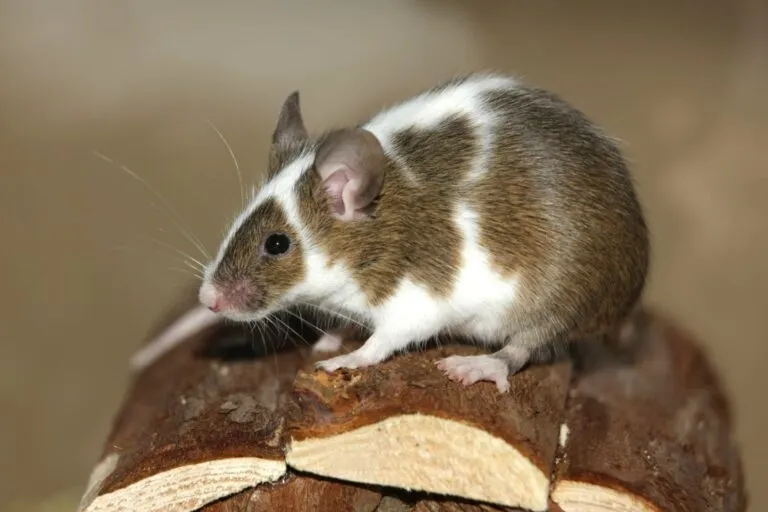 fancy mouse topo colorato
