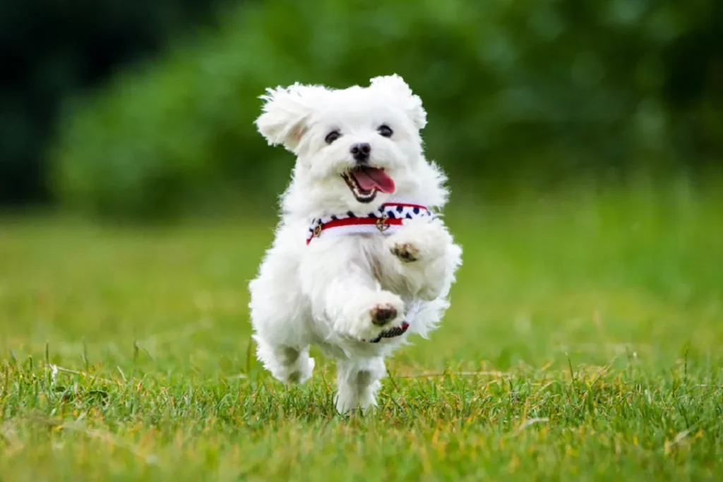 maltese