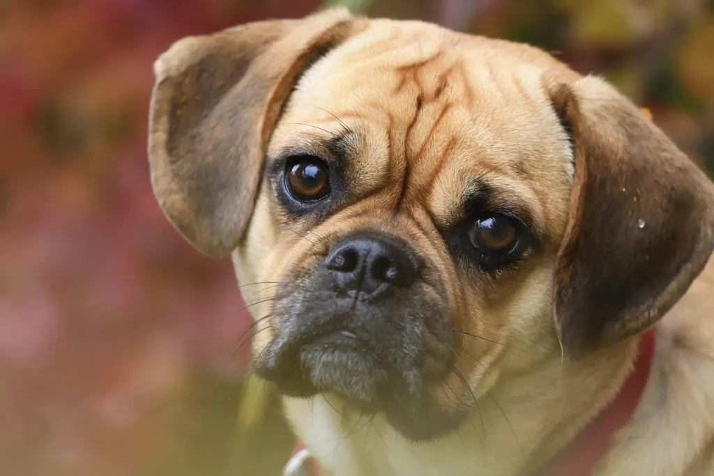 puggle muso