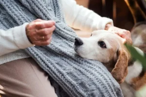 Le 15 razze canine più adatte agli anziani