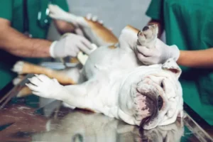 La struvite nel cani (calcoli alla vescica)