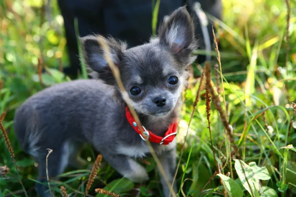 CDA Chihuahua