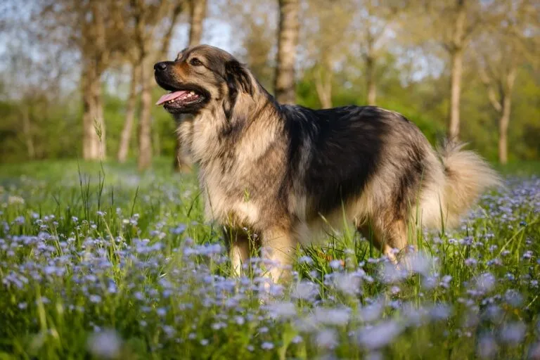 Cane da pastore di Karst