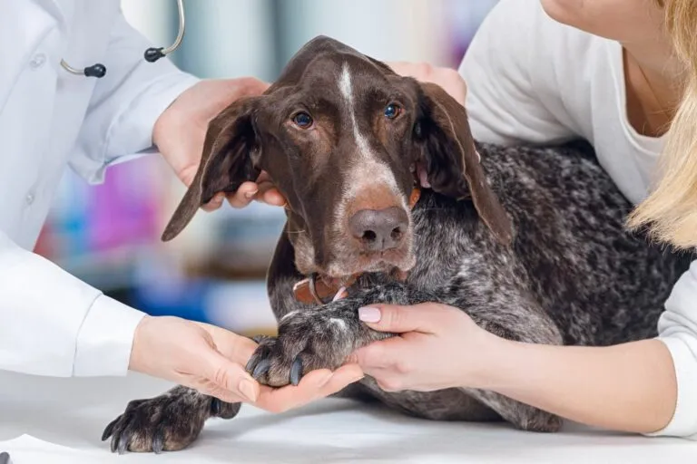 Medical training cani