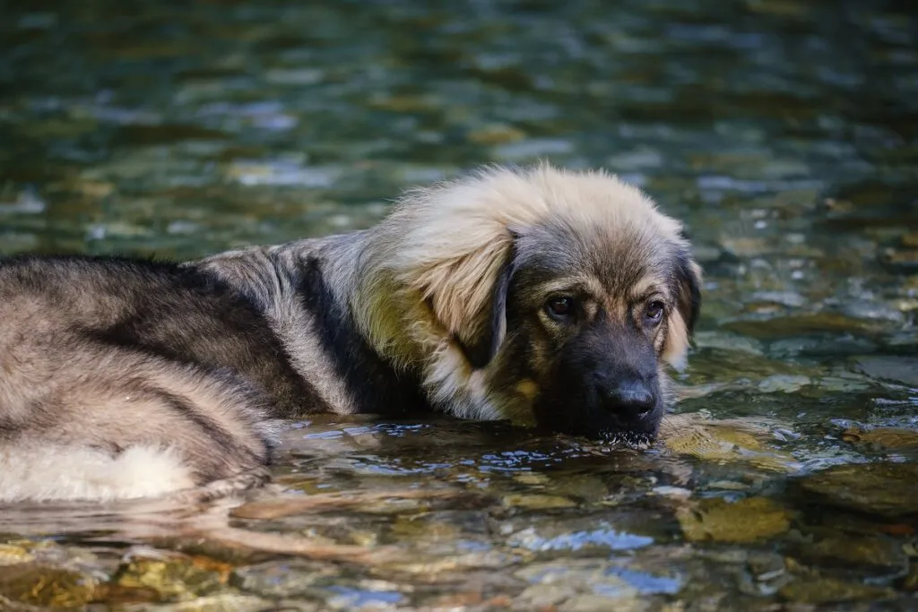 cane pastore karst ama acqua
