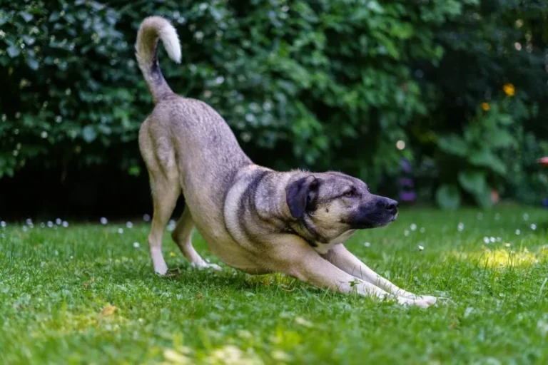 cane preghiera dolori addominali