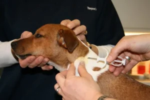 La castrazione con microchip nel cane maschio: effetti, rischi e costi