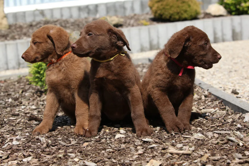 chesapeake bay retriever cuccioli