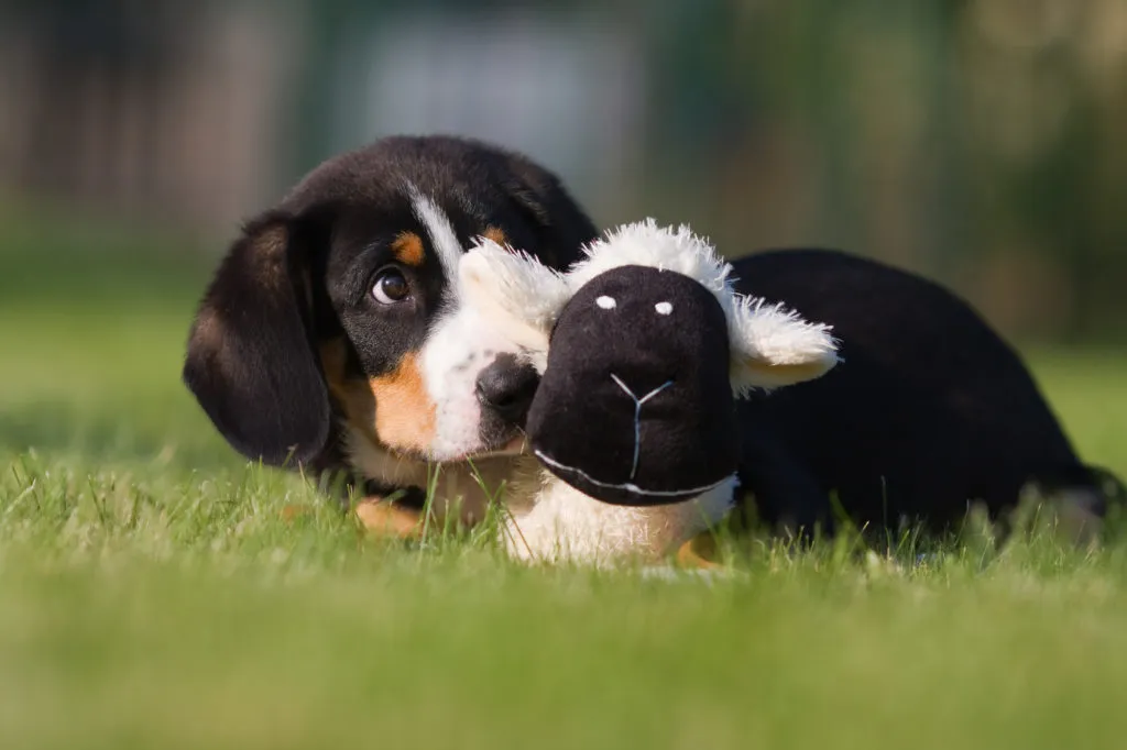 cucciolo Bovaro Entlebuch