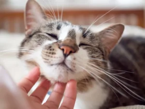 Gatto in autunno: muta del pelo e alimentazione