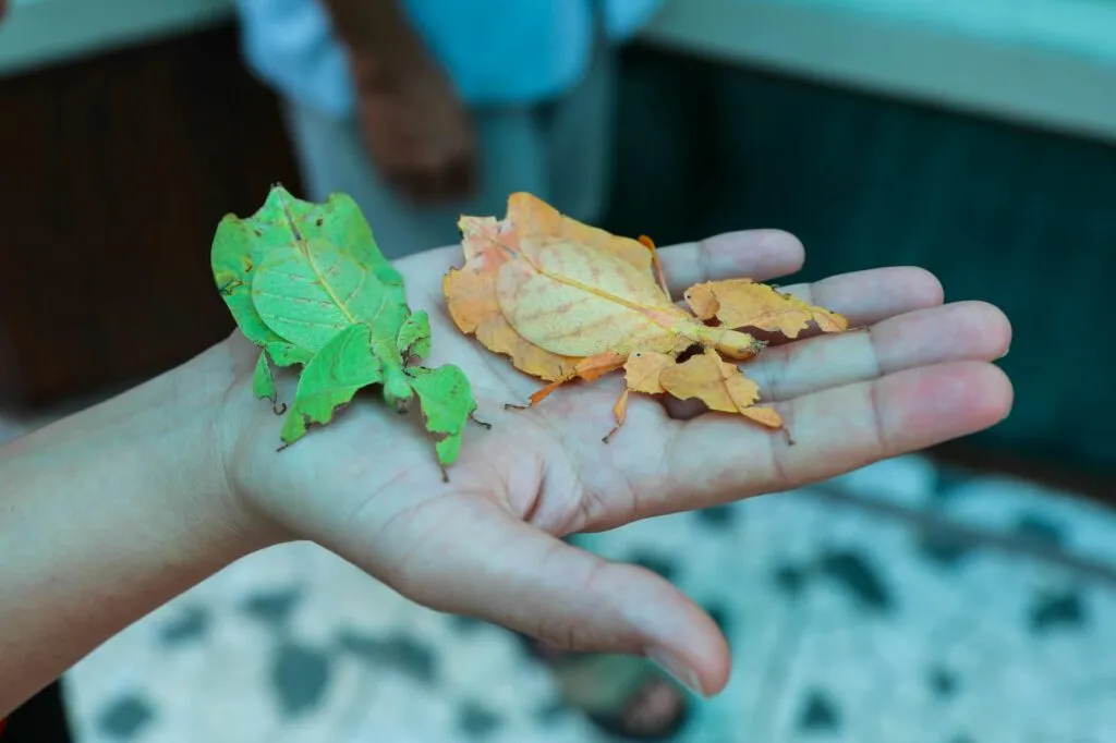 insetti foglia verde e arancione