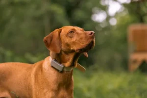 I 6 migliori accessori smart per cani: un aiuto nella vita di tutti i giorni