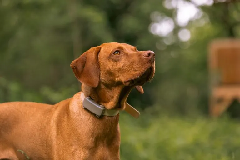 localizzatore gps collo cane