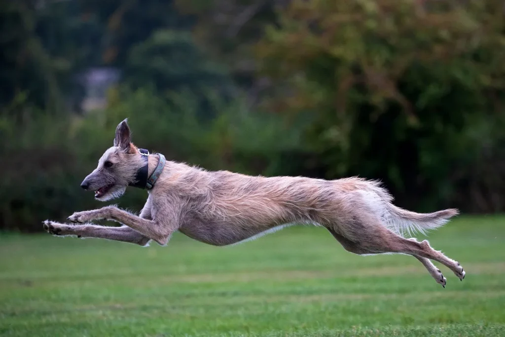 lurcher levriero