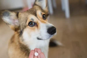 Resistenza ai farmaci nel cane: la mutazione MDR1