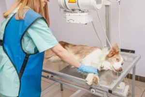 Osteosarcoma nel cane