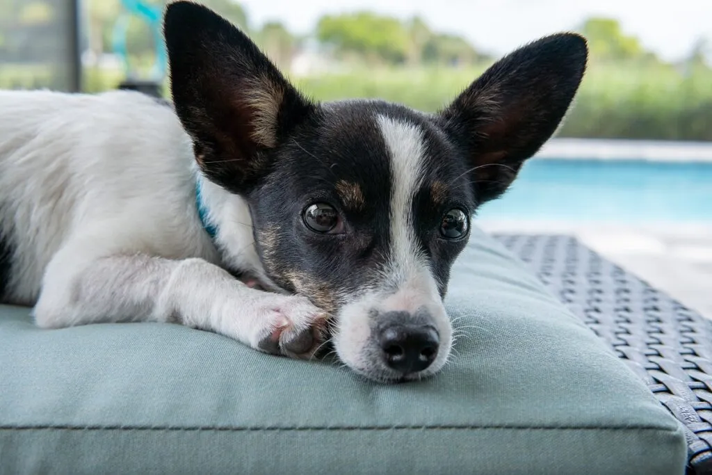 rat terrier viso