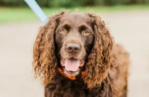 Boykin Spaniel 
