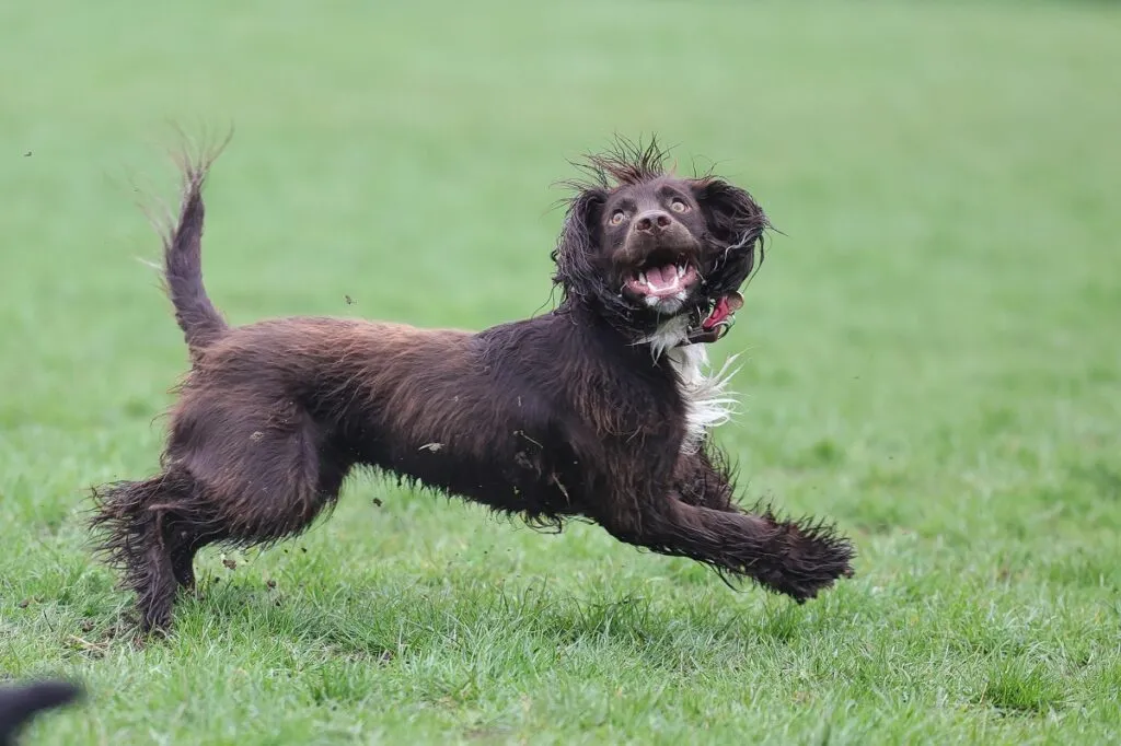 Boykin Spaniel gioca