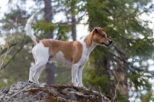 Cane da fattoria Danese e Svedese (Dansk-Svensk Gardshund)