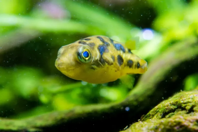 Pesce palla nano