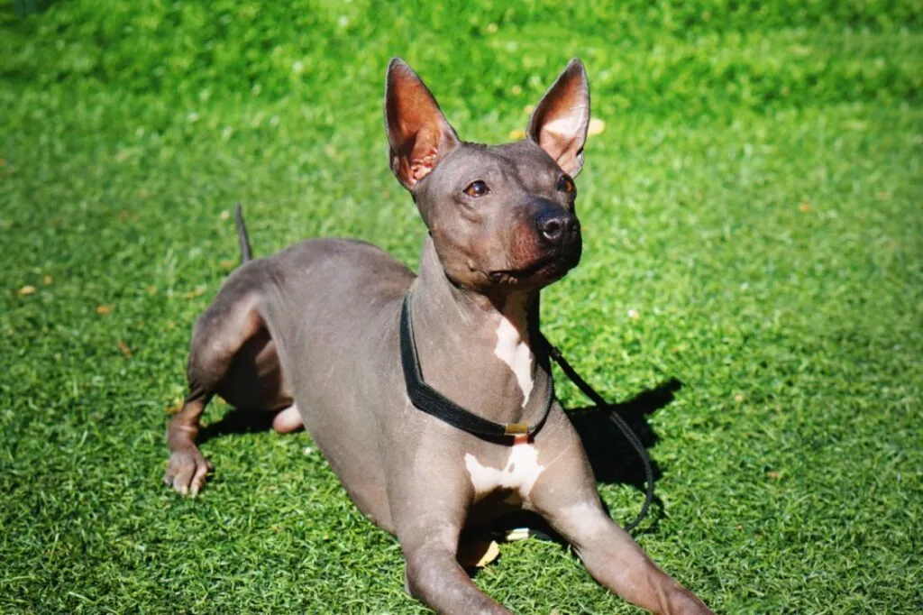 american hairless terrier in allerta