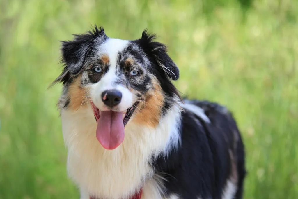 australian shepherd fattore merle