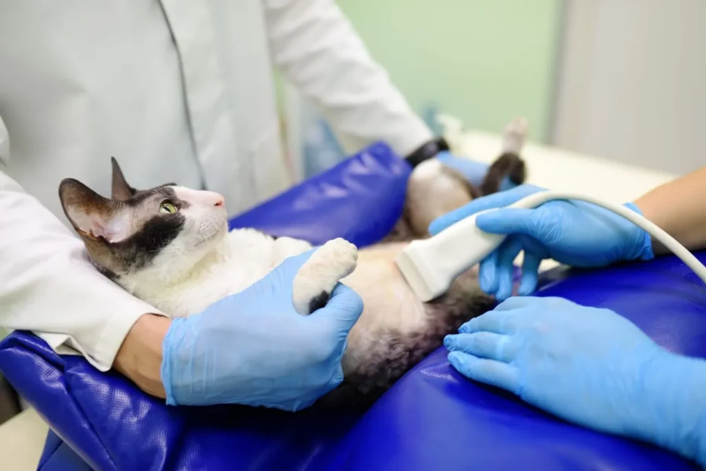 ecografia per sindrome cushing gatto