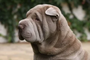 Entropion nel cane
