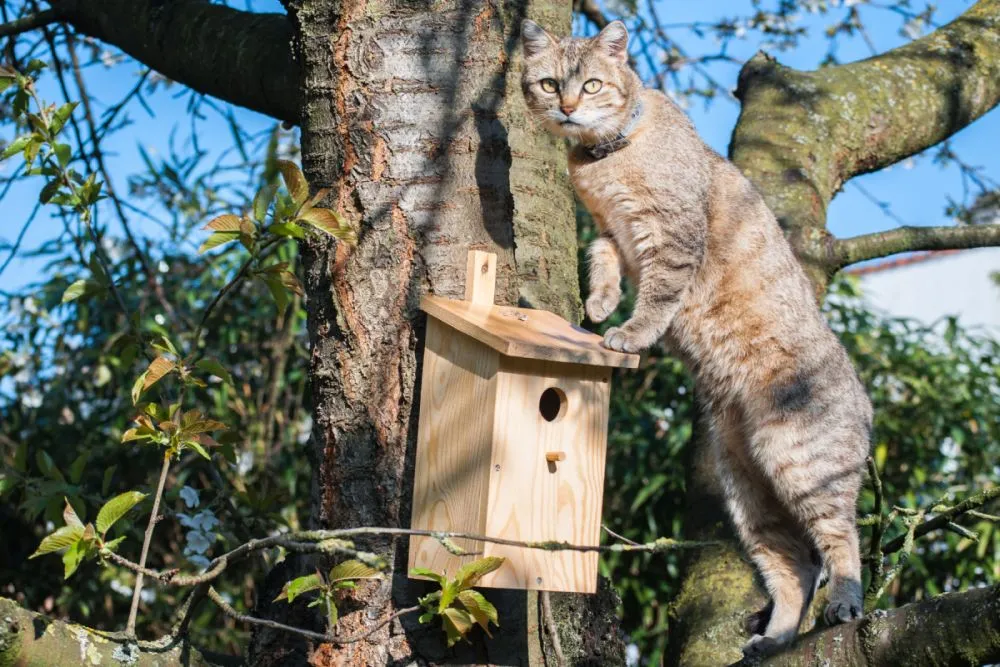 gatto e casetta uccelli