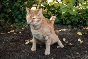 L’esame dell’urine nel gatto: quando e come farlo