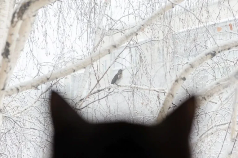 proteggere uccelli dai gatti