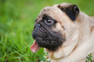 I rischi dell&#8217;allevamento estremo di cani: le razze più a rischio