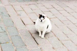 La sindrome di Cushing nel gatto