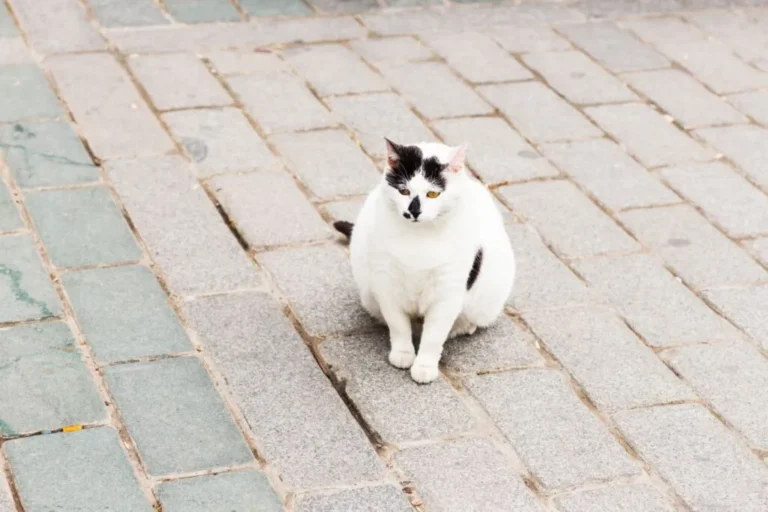sindrome cushing gatto