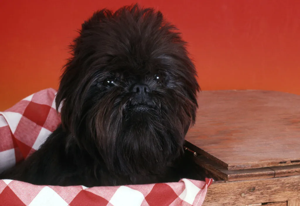 Affenpinscher cuccioli pelo nero